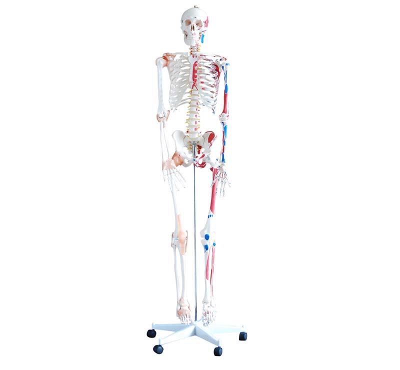 Skeleton with Muscles and Ligaments 180CM Size:180CM