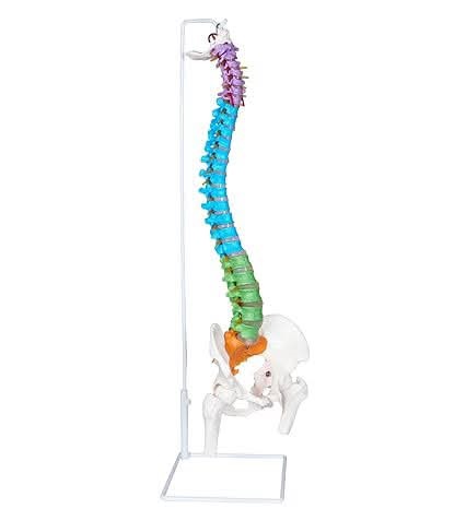 human spinal column anatomy model